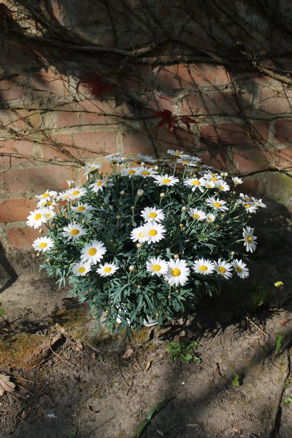 Anthemis Frutescens (struikmargriet)  Wit