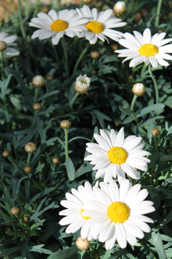 Anthemis Frutescens (struikmargriet)  Wit - Afbeelding 2