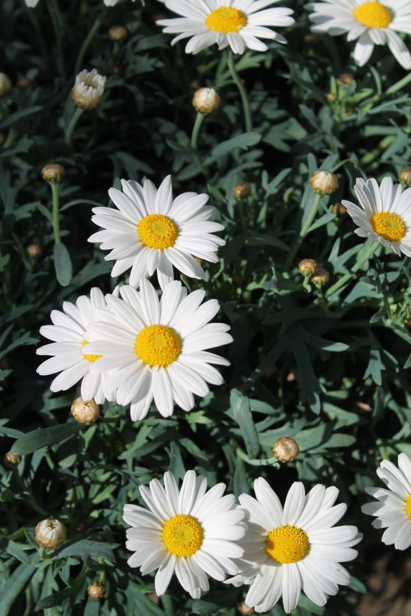 Anthemis Frutescens (struikmargriet)  Wit - Afbeelding 3