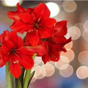 Boeket Rode amarylis