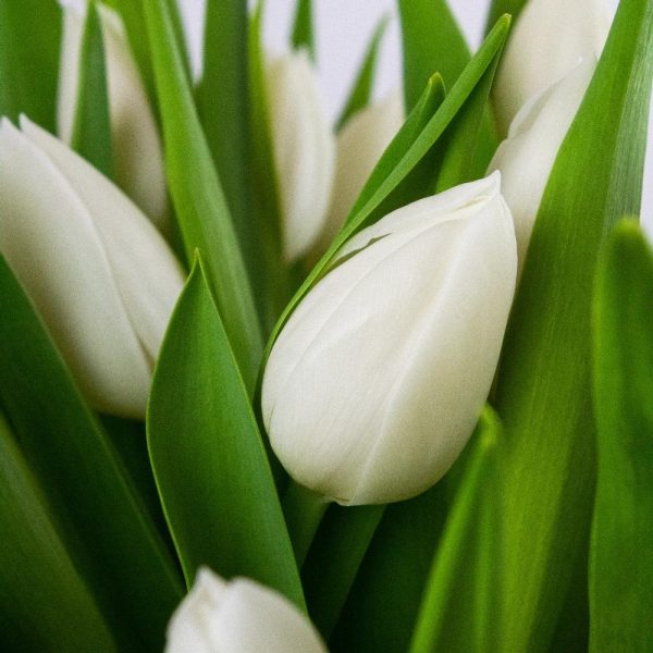 Boeket Witte Tulpen - Afbeelding 2